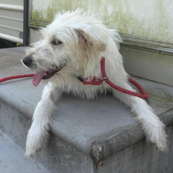 Goose Gander -  Terrier and Poodle Dog for Adoption in Houston, Texas - Goose Gander | PetCurious