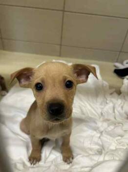 Rescue Mixed Breed Dogs for Adoption in Munster, Indiana - Refridgerator | PetCurious