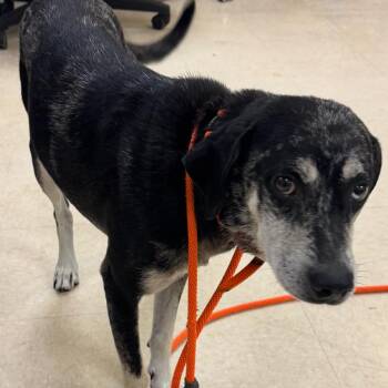 Freddie -  Mixed Breed Dog for Adoption in Lake Panasoffkee, Florida - Freddie | PetCurious