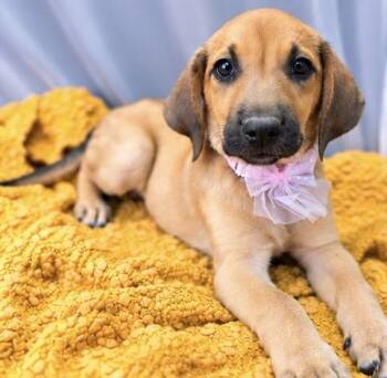 Karen -  Hound and Beagle Dog for Adoption in Foley, Alabama - Karen | PetCurious