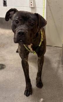 BARNABY -  Presa Canario and Mixed Breed Dog for Adoption - BARNABY | PetCurious