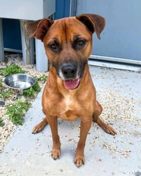 Shadow -  Pit Bull Terrier and Mixed Breed Dog for Adoption in New Orleans, Louisiana - Shadow | PetCurious