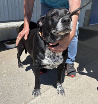 Labrador Retriever Dogs Available for Adoption in Independence, Missouri - Sheba | PetCurious