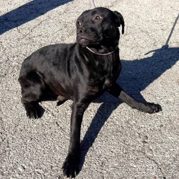 Mixed Breed Dogs Available for Adoption in Warrensburg, Missouri - Waco | PetCurious