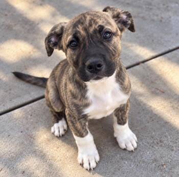 BENNY THE CUTEST -  Labrador Retriever and Plott Hound Dog for Adoption in Woodland, California - BENNY THE CUTEST | PetCurious