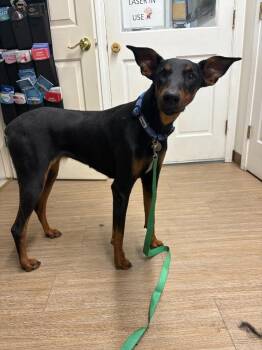 Doberman Pinscher Dogs Available for Adoption in Carson City, Nevada - Angela | PetCurious
