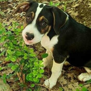 Mixed Breed Dogs Available for Adoption in Blacksburg, Virginia - Ellie | PetCurious