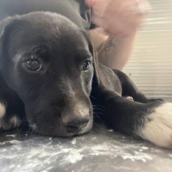 Labrador Retriever and Mixed Breed Dogs Available for Adoption in Clanton, Alabama - Calvin | PetCurious