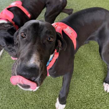 Great Dane and Mixed Breed Dogs Available for Adoption in West Palm Beach, Florida - Cookie | PetCurious