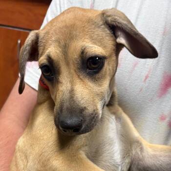 Milkshake -  Mixed Breed Dog for Adoption in Yuma, Arizona - Milkshake | PetCurious