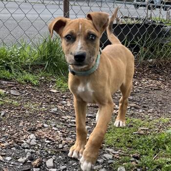 Mountain Cur and Shepherd Dogs Available for Adoption in Saugerties, New York - Elsi | PetCurious