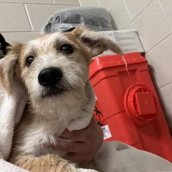 Chicken -  Mixed Breed Dog for Adoption in Bristol, Indiana - Chicken | PetCurious