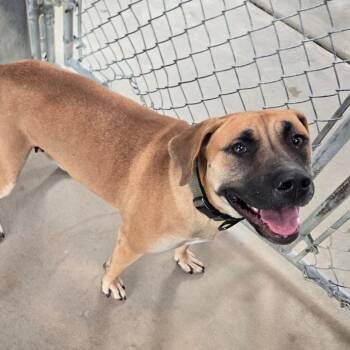 Libby -  Labrador Retriever Dog for Adoption in Waynesboro, Pennsylvania - Libby | PetCurious