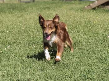 Ruby Red -  Australian Shepherd Dog for Adoption in Neosho, Missouri - Ruby Red | PetCurious