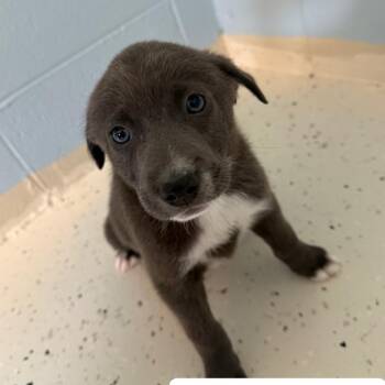 Mixed Breed Dogs Available for Adoption in Loxahatchee Groves, Florida - HOSS  8839 | PetCurious