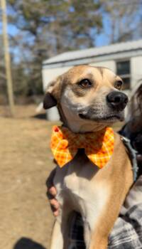 Italian Greyhound and Mountain Cur Dogs Available for Adoption - Jaxon | PetCurious