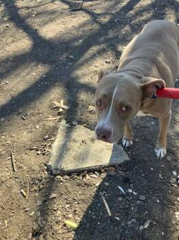 Pit Bull Terrier Dogs Available for Adoption - CHIKIS | PetCurious