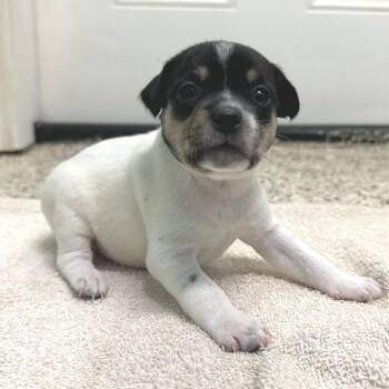 Joker 9502 -  Jack Russell Terrier and Mixed Breed Dog for Adoption in Loxahatchee Groves, Florida - Joker 9502 | PetCurious