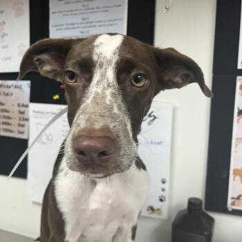 Lizzie -  German Shorthaired Pointer Dog for Adoption in Birmingham, Alabama - Lizzie | PetCurious
