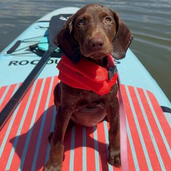 Saturday -  Labrador Retriever Dog for Adoption in Charlotte, North Carolina - Saturday | PetCurious