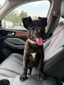 Trixie -  Black Labrador Retriever and Border Collie Dog for Adoption in Blue Springs, Missouri - Trixie | PetCurious