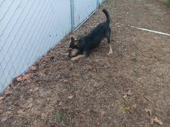 CeCe -  Mixed Breed Dog for Adoption in North Little Rock, Arkansas - CeCe | PetCurious