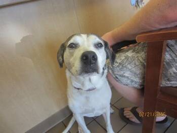 Pit Bull Terrier Dogs Available for Adoption - SADDIE | PetCurious