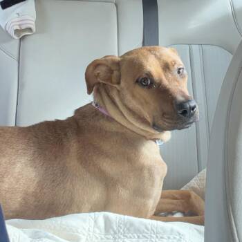 Asa -  German Pinscher and Mixed Breed Dog for Adoption in Clarksdale, Mississippi - Asa | PetCurious