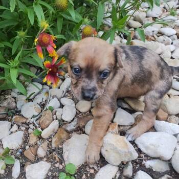 Chihuahua and Terrier Dogs Available for Adoption in Austin, Texas - Pearl | PetCurious