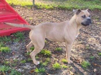 Terrier and Mixed Breed Dogs Available for Adoption - Charm | PetCurious