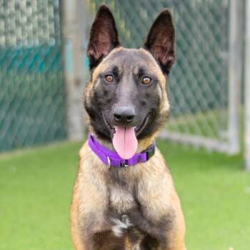 Belgian Shepherd Malinois Dogs Available for Adoption in Camarillo, California - KINGSTON | PetCurious