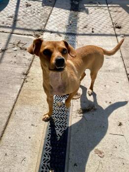 Rumpy -  Mixed Breed Dog for Adoption in Charlotte, Michigan - Rumpy | PetCurious