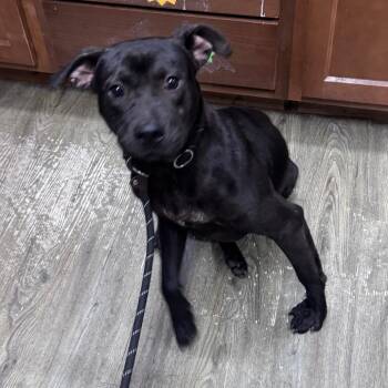 Mixed Breed Dogs Available for Adoption in Summerville, South Carolina - Navy | PetCurious