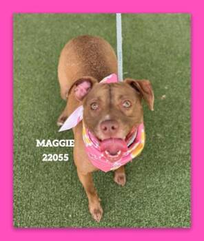 Maggie(877) -  Pit Bull Terrier Dog for Adoption in Marietta, Georgia - Maggie(877) | PetCurious