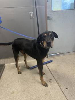 MOOSE -  Beauceron and Mixed Breed Dog for Adoption in Tallahassee, Florida - MOOSE | PetCurious