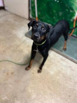 Lucky -  Doberman Pinscher Dog Available for Adoption in New Braunfels, Texas - Lucky | PetCurious