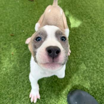 Shane 5224 -  Mixed Breed Dog for Adoption in Loxahatchee Groves, Florida - Shane 5224 | PetCurious