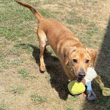 Prince 14D26 -  Mixed Breed Dog for Adoption in Napoleon, Ohio - Prince 14D26 | PetCurious