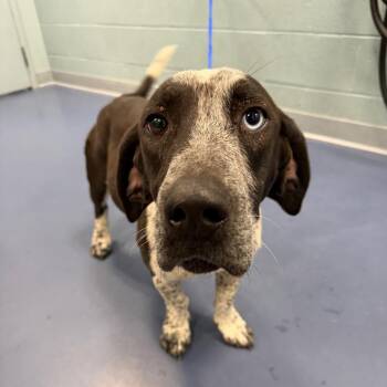 Feathers -  Basset Hound and Mixed Breed Dog for Adoption in Greensboro, North Carolina - Feathers | PetCurious
