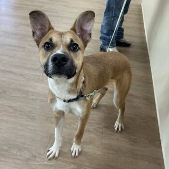 Terrier and Mixed Breed Dogs Available for Adoption in Lyndhurst, Virginia - SVAS-Stray-38484 | PetCurious
