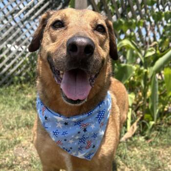 Ashley in NH Come Meet our Adoptable Dogs Wednesday-Saturday. Mo -  Labrador Retriever and Corgi Dog for Adoption in Manchester, New Hampshire - Ashley In NH Come Meet Our Adoptable Dogs Wednesday-Saturday. Mo | PetCurious