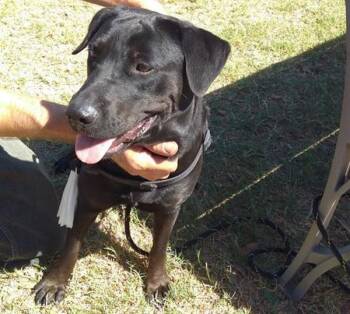 Wetherford -  Rottweiler and Labrador Retriever Dog for Adoption in Austin, Texas - Wetherford | PetCurious