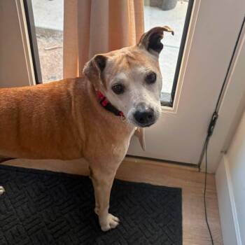 Bowser -  Cattle Dog Dog for Adoption in Wantagh, New York - Bowser | PetCurious
