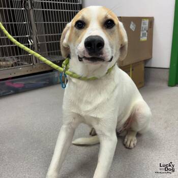 Labrador Retriever and Retriever Dogs Available for Adoption in Washington, District Of Columbia - Greer | PetCurious