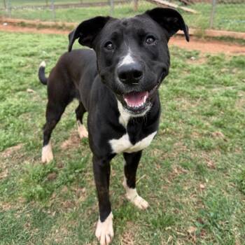 Black Labrador Retriever and Terrier Dogs Available for Adoption - Rainie | PetCurious