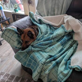 Mixed Breed and German Shepherd Dog Dogs Available for Adoption in Salt Lake City, Utah - Portia | PetCurious