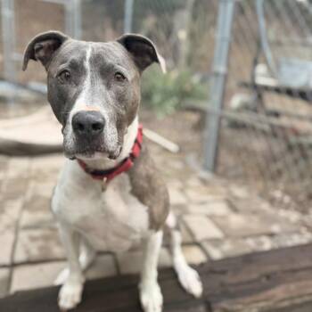 Rescue American Staffordshire Terrier Dogs for Adoption in Lompoc, California - Shay | PetCurious