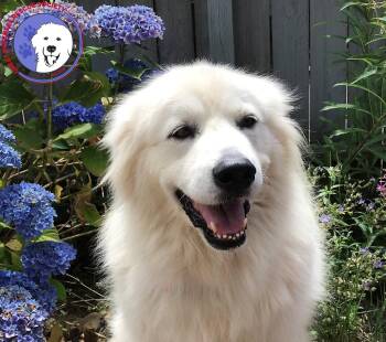 Angel Marie -  Great Pyrenees Dog for Adoption in Spring, Texas - Angel Marie | PetCurious