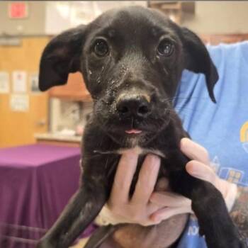 Iris Kate -  Mixed Breed Dog for Adoption in Danville, Vermont - Iris Kate | PetCurious