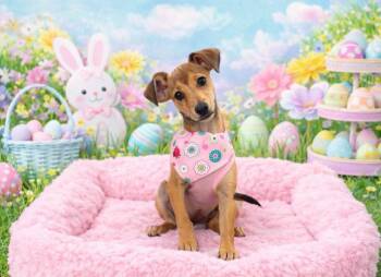 Mixed Breed Dogs Available for Adoption - Liberty  | PetCurious